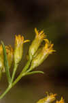 Flat-top goldentop